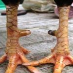 Các vị trí vảy gà huyền trâm được ưa chuộng nhất