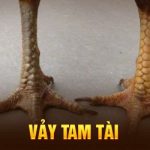 Vảy gà tam tài