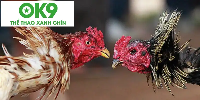 Chăm sóc gà chọi vảy tứ quý Cách chăm sóc chiến kê có vảy gà tứ quý chuẩn nhất